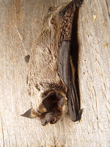 Parti-coloured bat